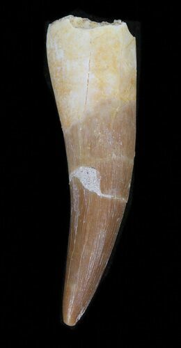 Fossil Plesiosaur Tooth - Morocco #39812